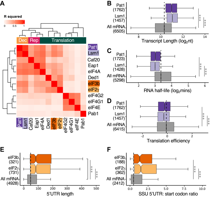 Translation factor and RNA binding protein mRNA interactomes support broader RNA regulons for posttranscriptional control.