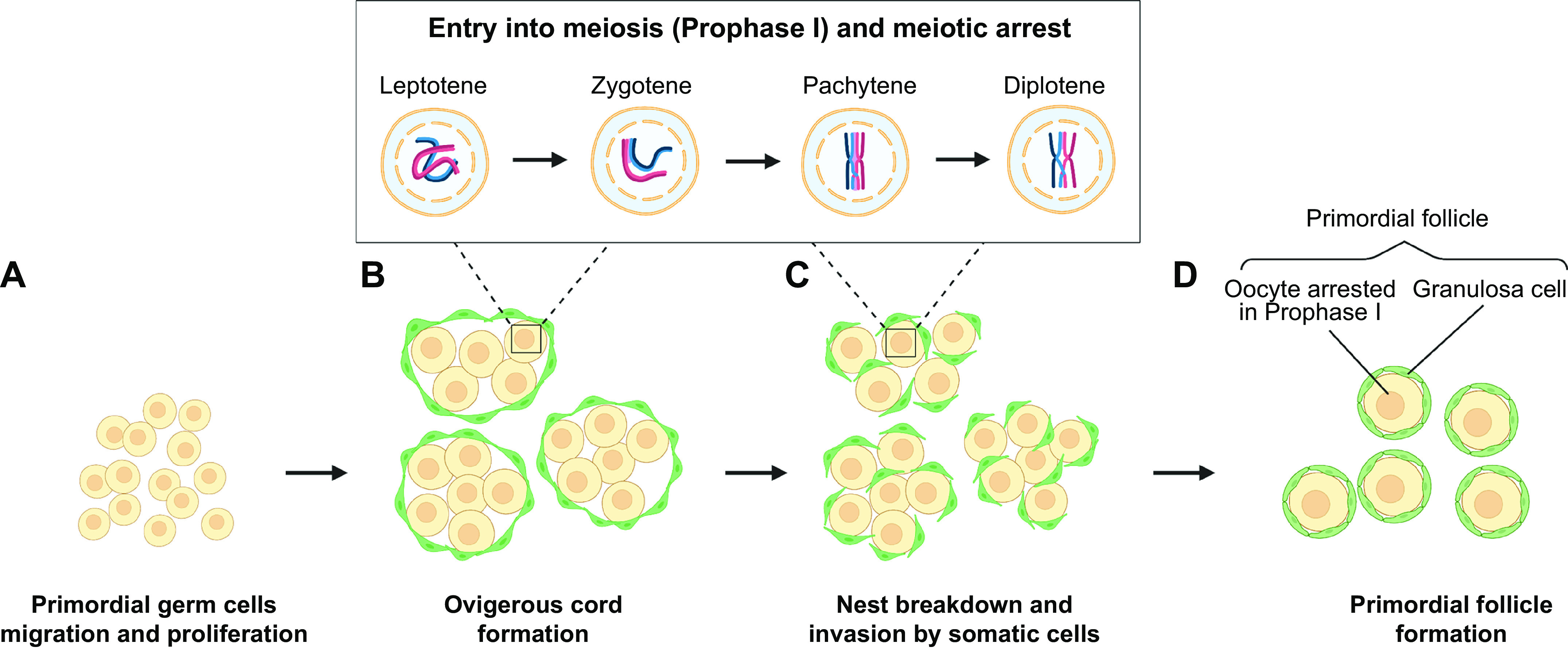 Making a good egg: human oocyte health, aging, and in vitro development.