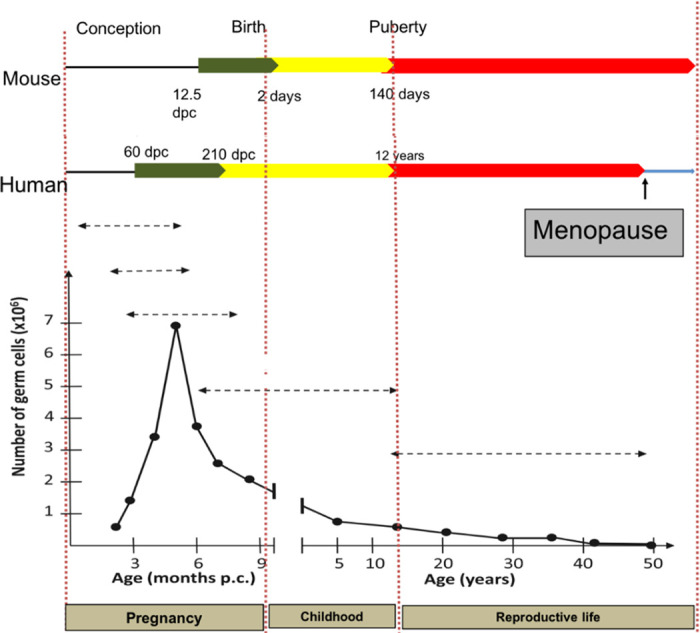 Making a good egg: human oocyte health, aging, and in vitro development.