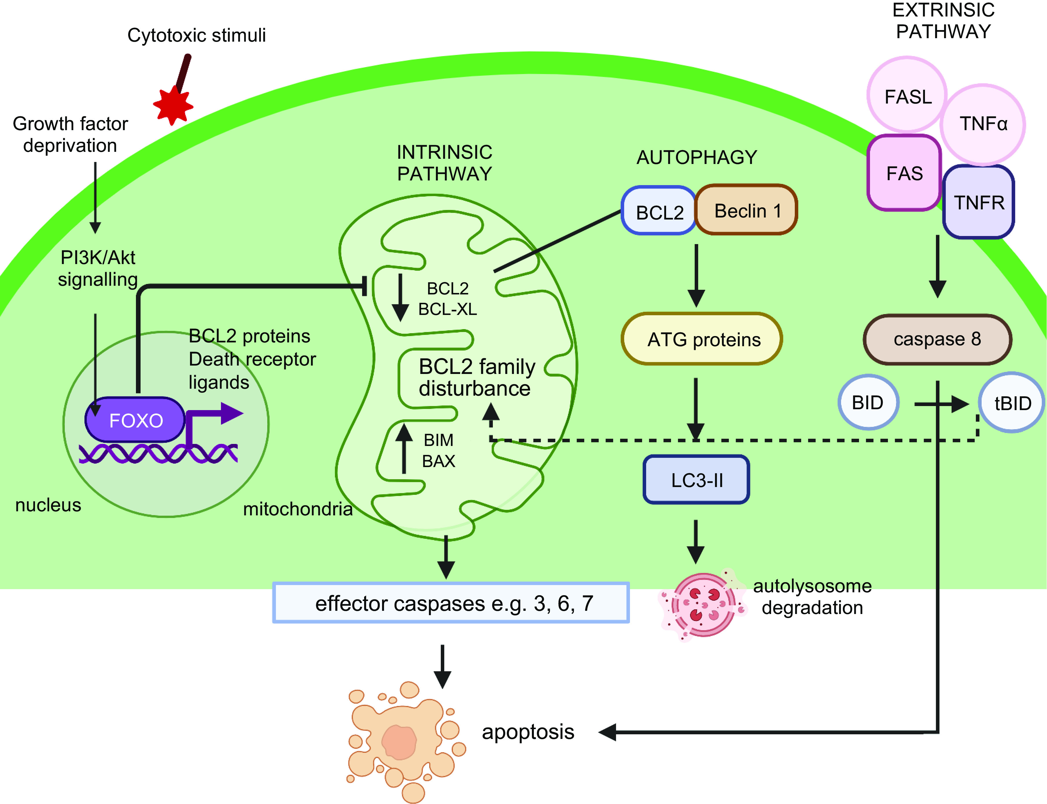 Making a good egg: human oocyte health, aging, and in vitro development.