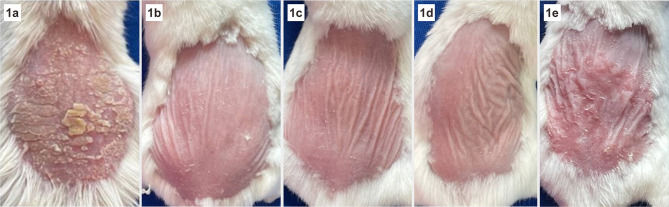 The Efficacy of Topical Formulation Containing Ciplukan (<i>Physalis angulata</i> Linn.) in Modulating Interleukin-17 and Interferon Gamma Expression in Mice (<i>Mus musculus</i>) Psoriasis Model.