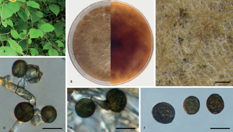 ﻿Morphological and phylogenetic analyses reveal three new species of <i>Apiospora</i> in China.