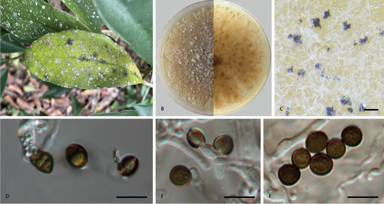 ﻿Morphological and phylogenetic analyses reveal three new species of <i>Apiospora</i> in China.