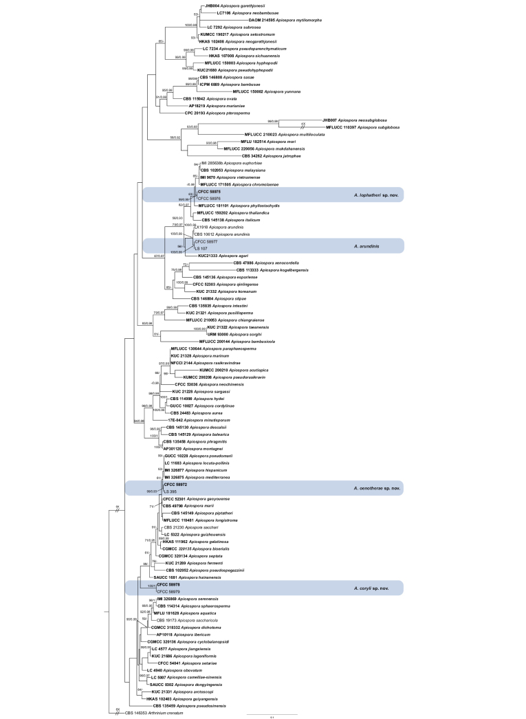 ﻿Morphological and phylogenetic analyses reveal three new species of <i>Apiospora</i> in China.