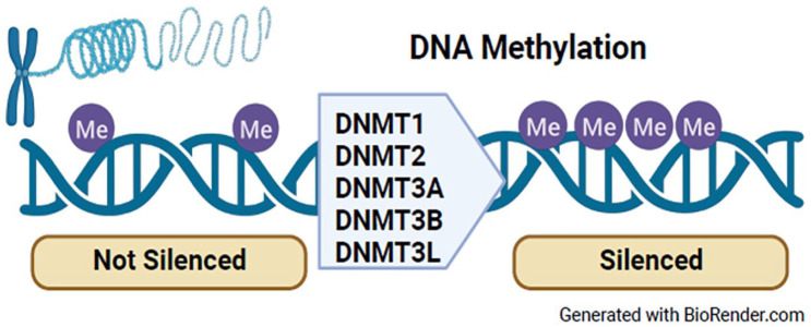 Subacute and Chronic Spinal Cord Injury: A Scoping Review of Epigenetics and Secondary Health Conditions.