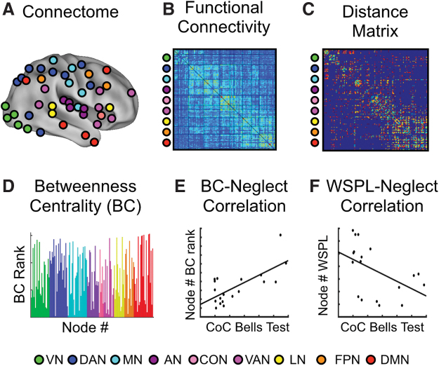 Brain Topological Reorganization Associated with Visual Neglect After Stroke.