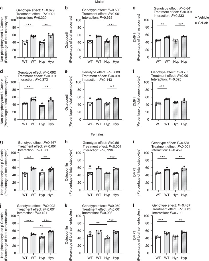 Sclerostin antibody improves alveolar bone quality in the Hyp mouse model of X-linked hypophosphatemia (XLH).