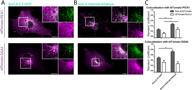 Internally tagged Vps10p-domain receptors reveal uptake of the neurotrophin BDNF.