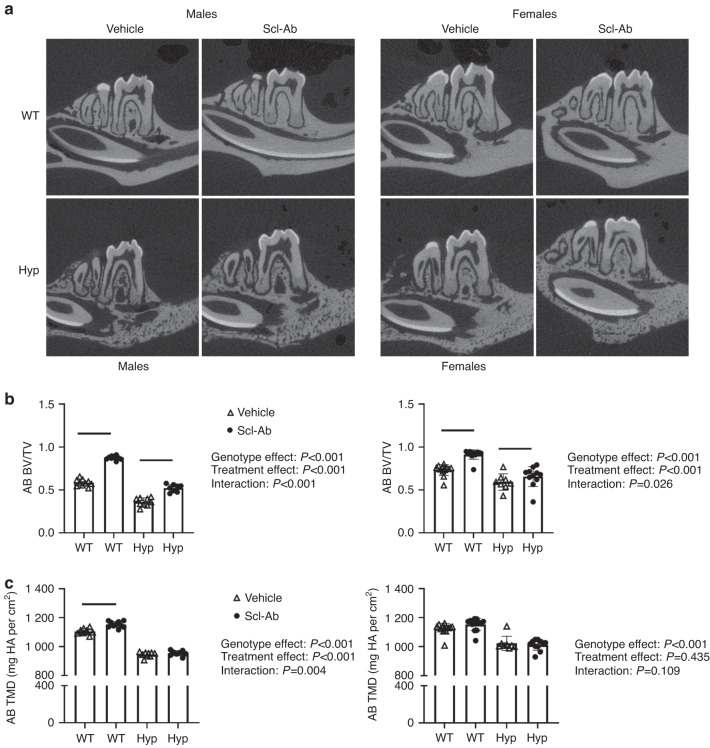 Sclerostin antibody improves alveolar bone quality in the Hyp mouse model of X-linked hypophosphatemia (XLH).