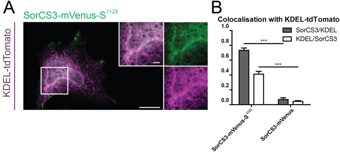 Internally tagged Vps10p-domain receptors reveal uptake of the neurotrophin BDNF.