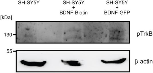 Internally tagged Vps10p-domain receptors reveal uptake of the neurotrophin BDNF.