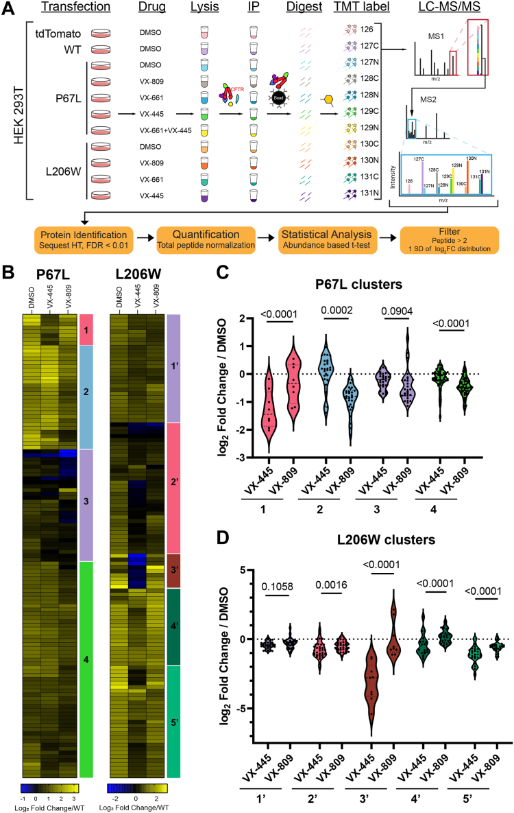 Elexacaftor/VX-445-mediated CFTR interactome remodeling reveals differential correction driven by mutation-specific translational dynamics.