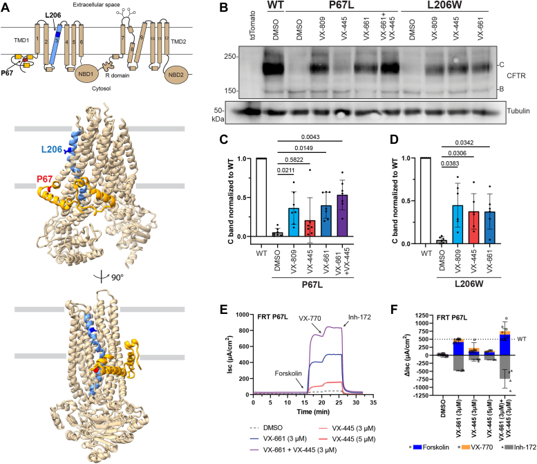 Elexacaftor/VX-445-mediated CFTR interactome remodeling reveals differential correction driven by mutation-specific translational dynamics.