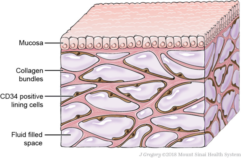 Role of the interstitium during septic shock: a key to the understanding of fluid dynamics?