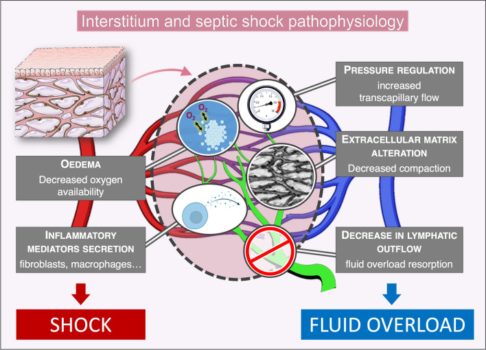 Role of the interstitium during septic shock: a key to the understanding of fluid dynamics?