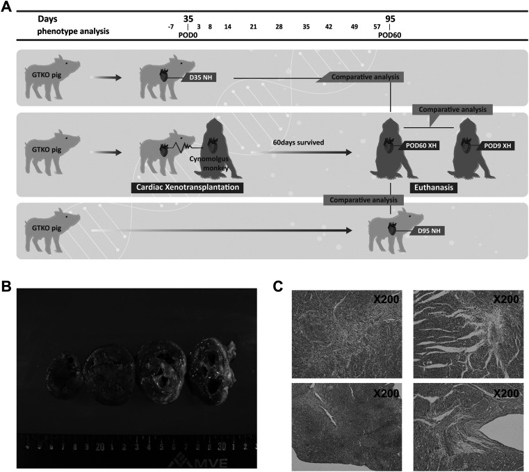 Comparative transcriptome analysis between long- and short-term survival after pig-to-monkey cardiac xenotransplantation reveals differential heart failure development.