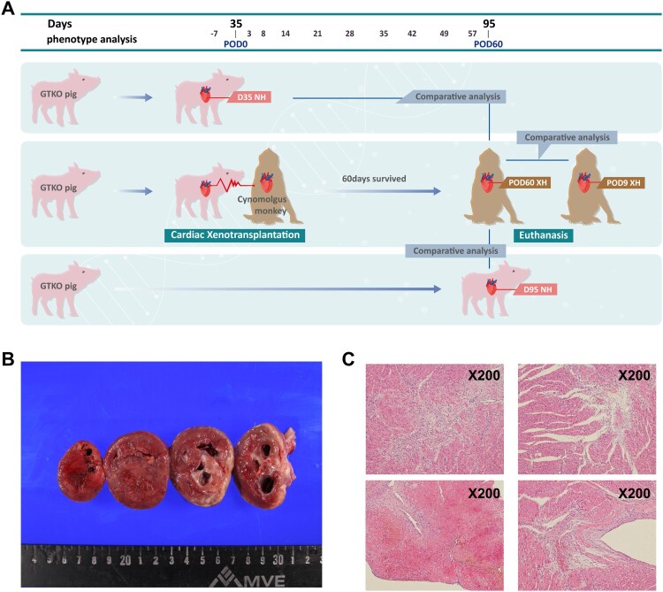 Comparative transcriptome analysis between long- and short-term survival after pig-to-monkey cardiac xenotransplantation reveals differential heart failure development.