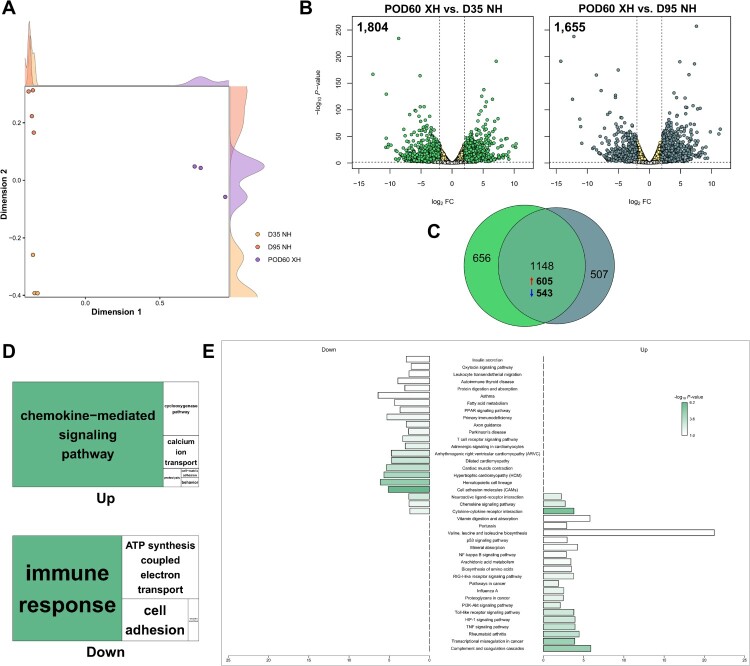 Comparative transcriptome analysis between long- and short-term survival after pig-to-monkey cardiac xenotransplantation reveals differential heart failure development.