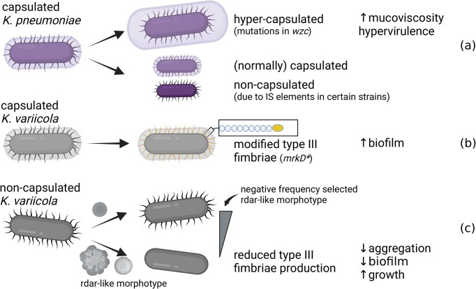 Colony morphotype diversification as a signature of bacterial evolution.