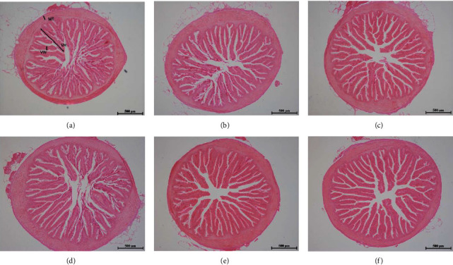 The Combined Supplementation of AZOMITE and Citric Acid Promoted the Growth, Intestinal Health, Antioxidant, and Resistance against <i>Aeromonas hydrophila</i> for Largemouth Bass, <i>Micropterus salmoides</i>.