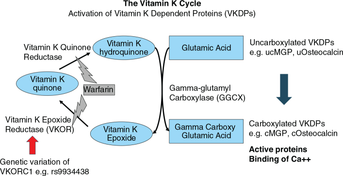 Vitamin K - a scoping review for Nordic Nutrition Recommendations 2023.