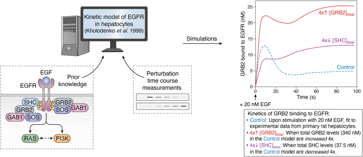 PI3K signaling through a biochemical systems lens.