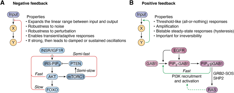 PI3K signaling through a biochemical systems lens.