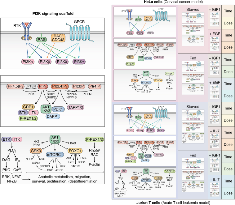 PI3K signaling through a biochemical systems lens.