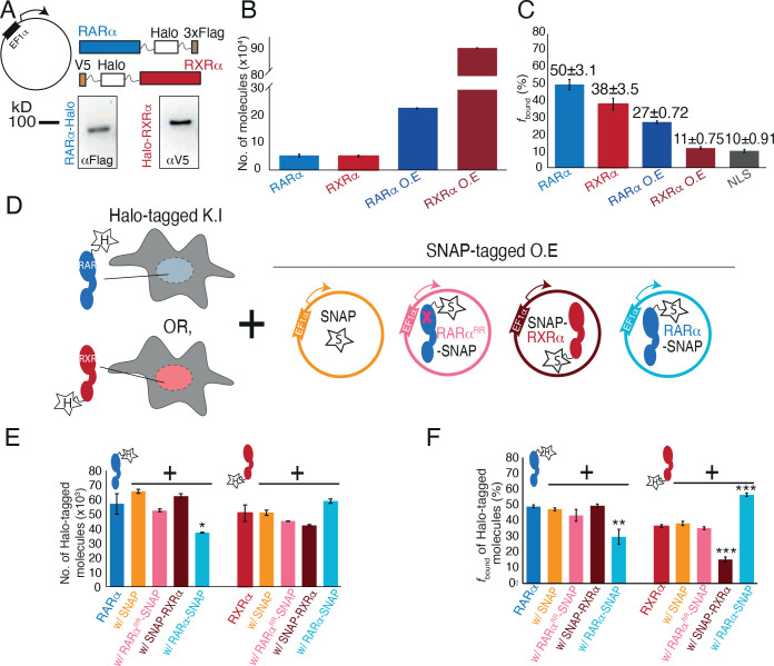 Surprising Features of Nuclear Receptor Interaction Networks Revealed by Live Cell Single Molecule Imaging.