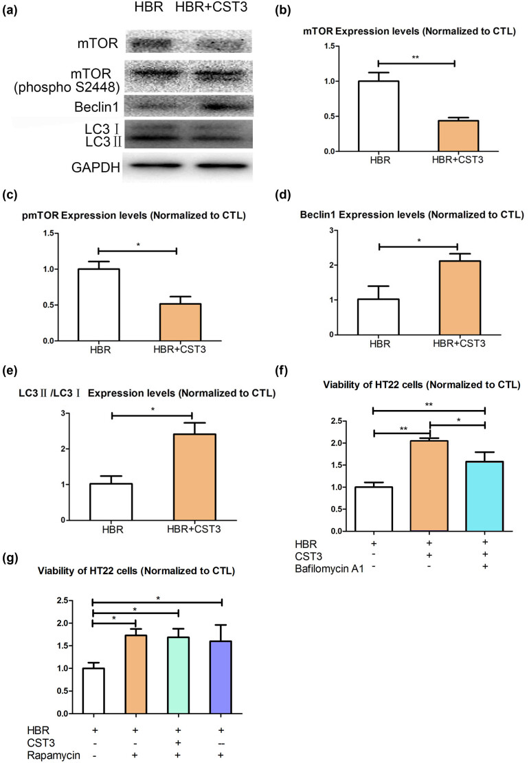 CST3 alleviates bilirubin-induced neurocytes' damage by promoting autophagy.