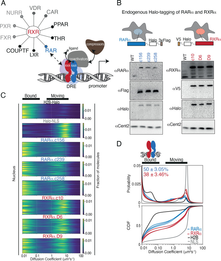 Surprising Features of Nuclear Receptor Interaction Networks Revealed by Live Cell Single Molecule Imaging.