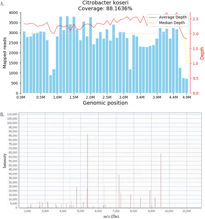 Severe asthma patient with secondary Citrobacter koseri abdominal infection: first case report and review of the literature.