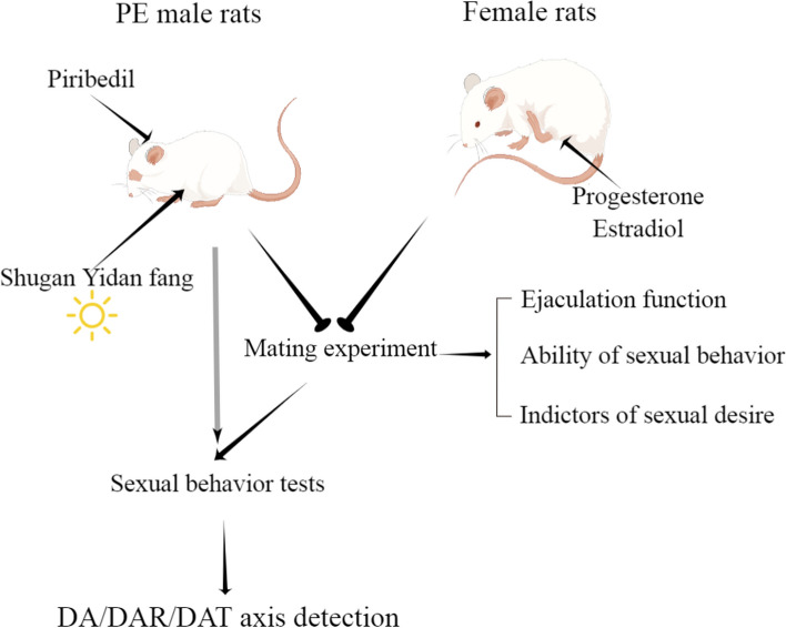 Mechanism of Shugan Yidan fan, a Chinese herbal formula, in rat model of premature ejaculation.