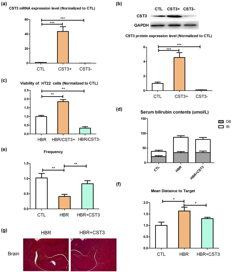 CST3 alleviates bilirubin-induced neurocytes' damage by promoting autophagy.