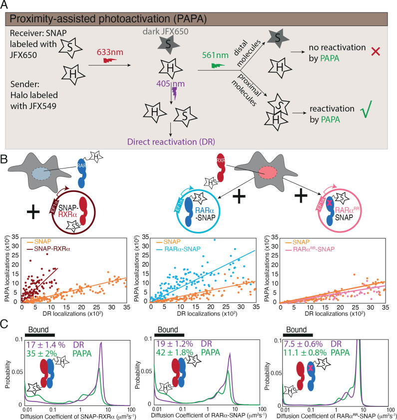 Surprising Features of Nuclear Receptor Interaction Networks Revealed by Live Cell Single Molecule Imaging.