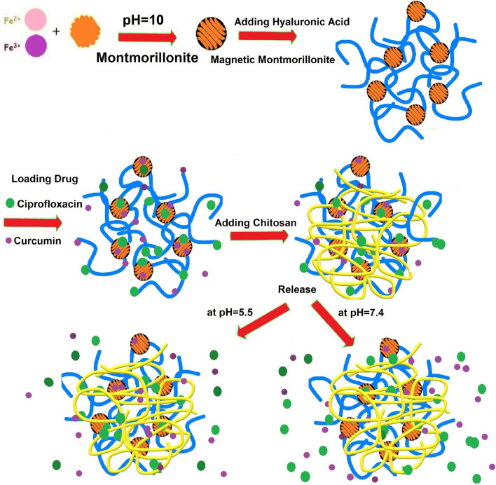 Dual-drug (Curcumin/Ciprofloxacin) loading and release from chitosan-based hydrogels embedded with magnetic Montmorillonite/Hyaluronic acid for enhancing wound healing.