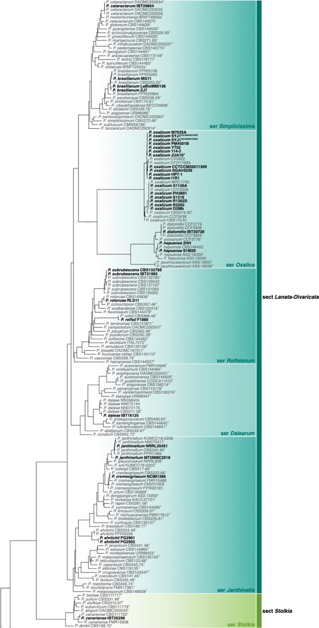 IMA genome-F18 : The re-identification of Penicillium genomes available in NCBI and draft genomes for Penicillium species from dry cured meat, Penicillium biforme, P. brevicompactum, P. solitum, and P. cvjetkovicii, Pewenomyces kutranfy, Pew. lalenivora, Pew. tapulicola, Pew. kalosus, Teratosphaeria carnegiei, and Trichoderma atroviride SC1.