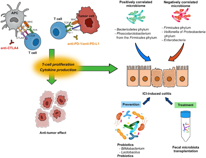 Gut microbiome on immune checkpoint inhibitor therapy and consequent immune-related colitis: a review.