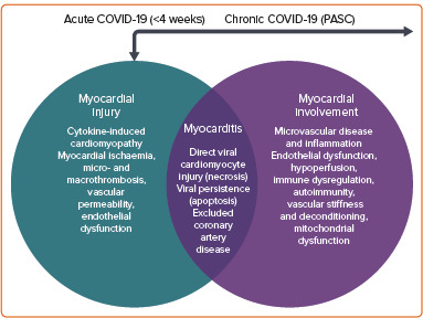 Cardiac Involvement Due to COVID-19: Insights from Imaging and Histopathology.