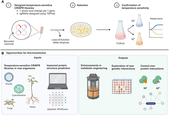 Turning up the heat on essential E. coli genes.