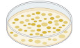 Turning up the heat on essential E. coli genes.