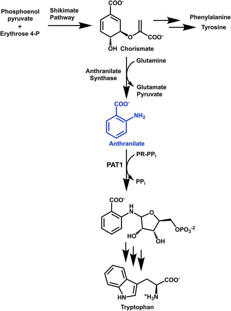 Biochemical investigation of the tryptophan biosynthetic enzyme anthranilate phosphoribosyltransferase in plants.