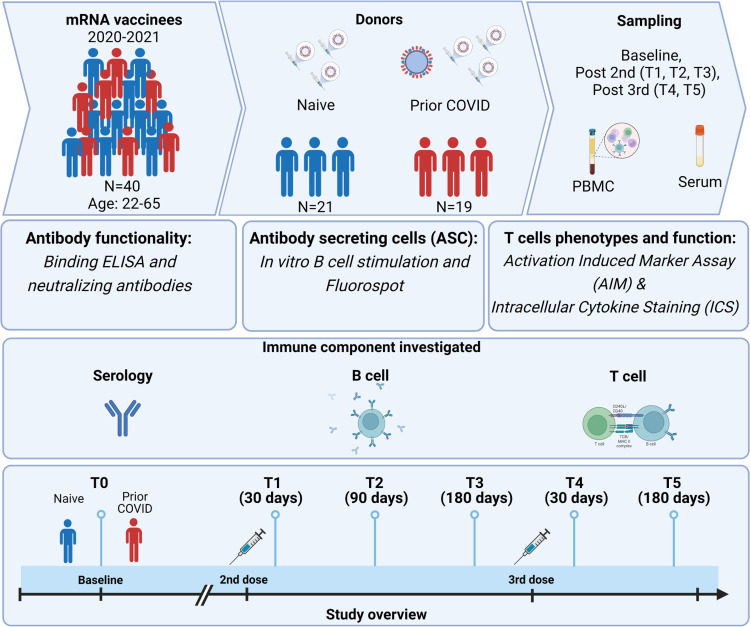 Prior SARS-CoV-2 Infection Enhances Initial mRNA Vaccine Response with a Lower Impact on Long-Term Immunity.