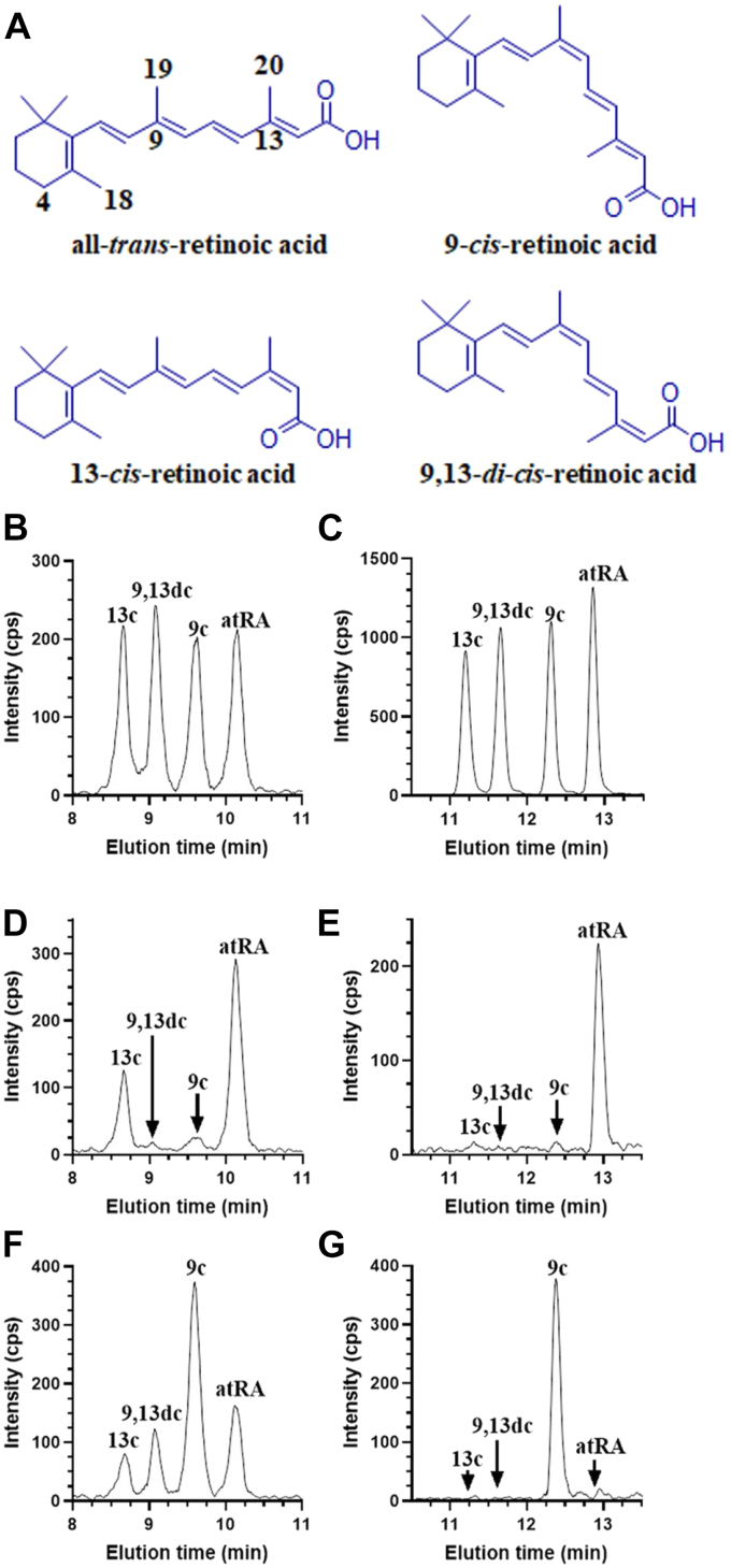 Energy status regulates levels of the RAR/RXR ligand 9-cis-retinoic acid in mammalian tissues: Glucose reduces its synthesis in β-cells.