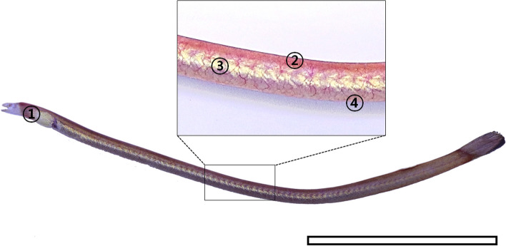 Histology and morphometry of the skin of purple spaghetti-eel Moringua raitaborua (Anguilliformes, Moringuidae)