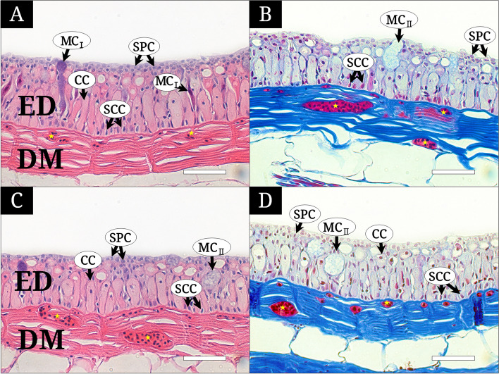 Histology and morphometry of the skin of purple spaghetti-eel Moringua raitaborua (Anguilliformes, Moringuidae)