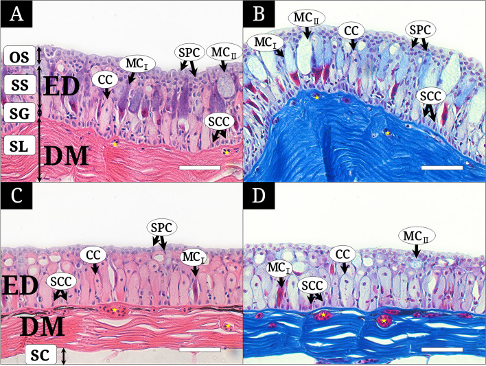 Histology and morphometry of the skin of purple spaghetti-eel Moringua raitaborua (Anguilliformes, Moringuidae)