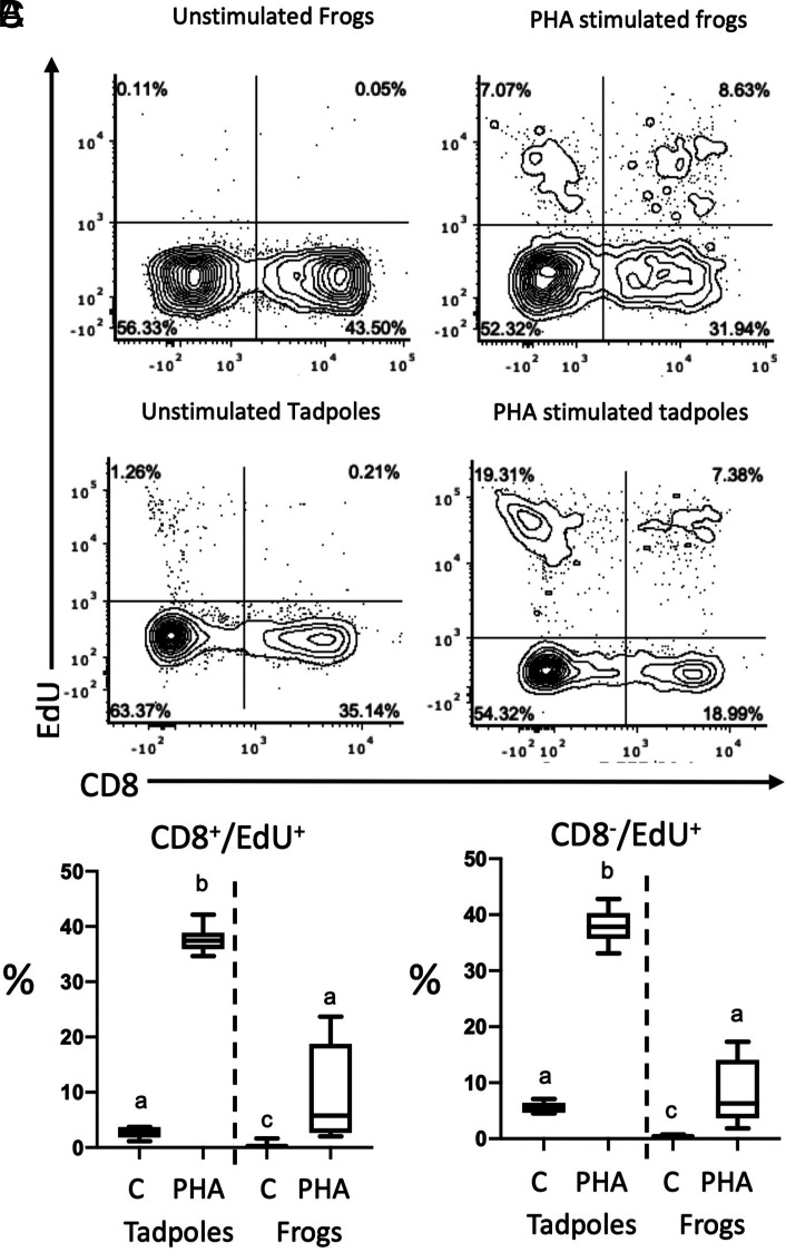 Larval T Cells Are Functionally Distinct from Adult T Cells in Xenopus laevis.