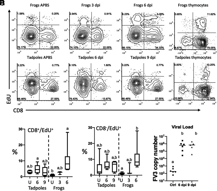 Larval T Cells Are Functionally Distinct from Adult T Cells in Xenopus laevis.