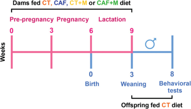 Maternal methyl donor supplementation regulates the effects of cafeteria diet on behavioral changes and nutritional status in male offspring.